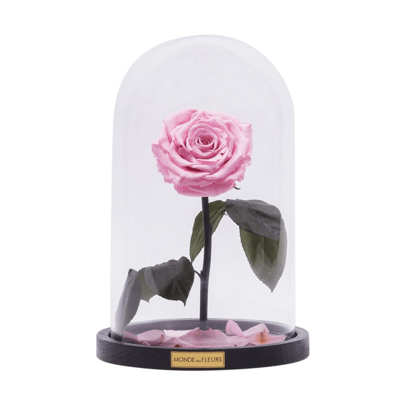 Rose im Glas Rosa - MONDE DES FLEURS