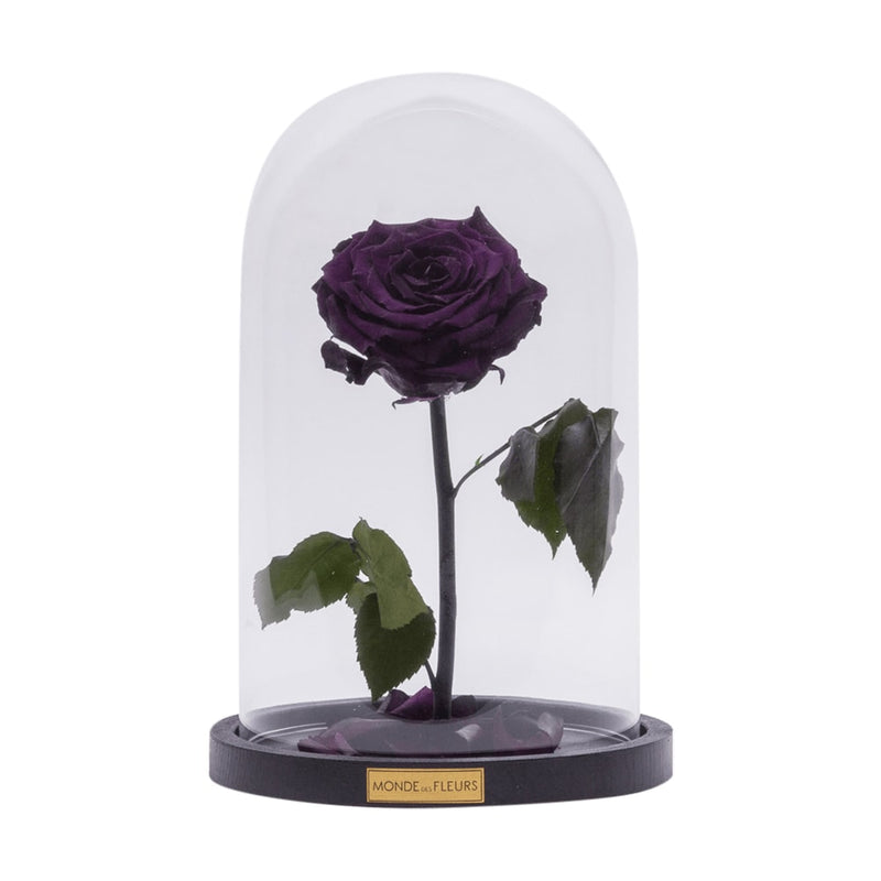 Rose im Glas dunkel lila - MONDE DES FLEURS