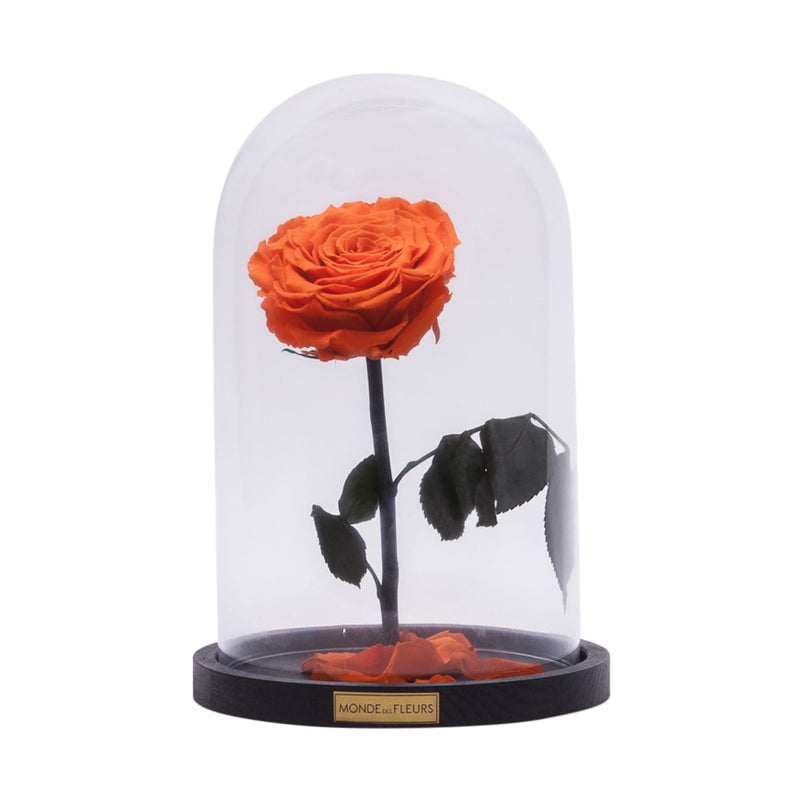 Rose im Glas Orange - MONDE DES FLEURS