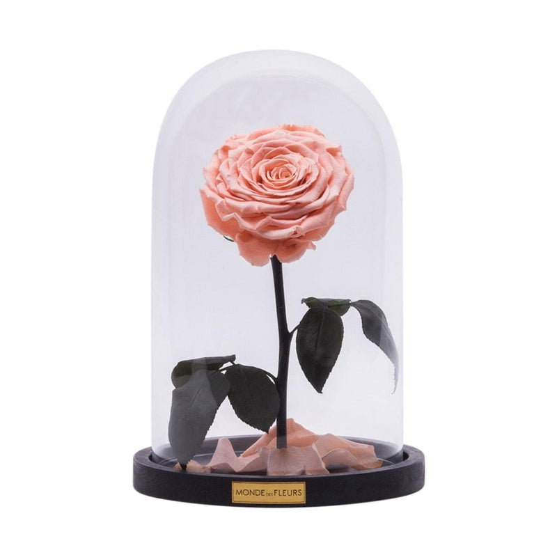 Rose im Glas Pfirsich - MONDE DES FLEURS