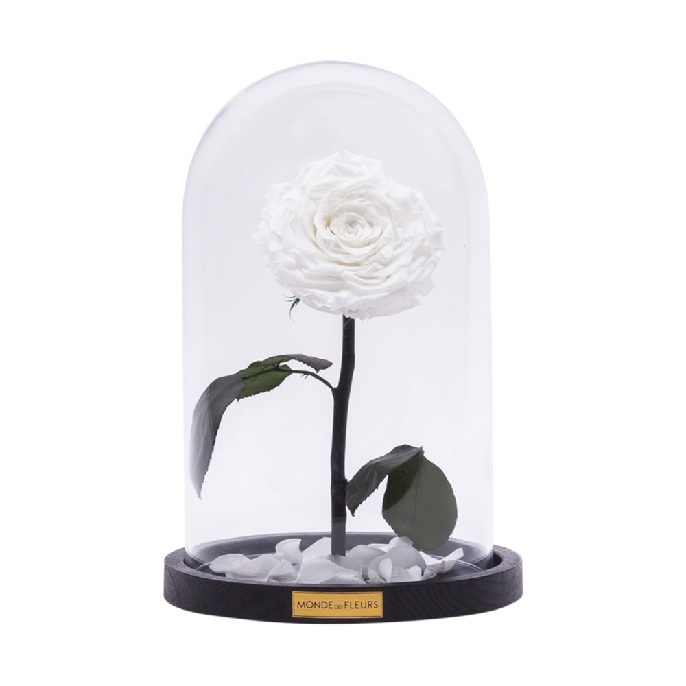 Rose im Glas weiß - MONDE DES FLEURS