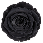 La Belle Mini - Rose im Glas schwarzer Boden